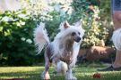 Olegro Katrin Its My Life Chinese Crested