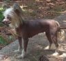 Krishna's Tinker Toy Chinese Crested