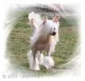 Whisperingln' The Devils Advocate Chinese Crested