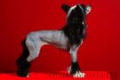 Practical Hero Forbidden Design Chinese Crested
