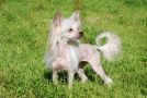 Stormblstens X-Rated Chinese Crested