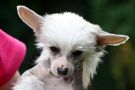 Liliah Wicked Ways Chinese Crested