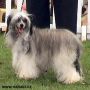 Ivory Sub Divo Chinese Crested