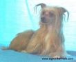 Rd's Shaggy Waggie Chinese Crested