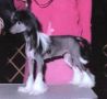 Moonswift Cameo Diva Chinese Crested