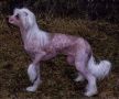 Joyway's Crystal Of Joy Chinese Crested