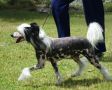 Zucci Perfect Frequency Chinese Crested