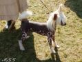Laureola's Final Countdown Chinese Crested