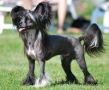 Proud Pony On the Road Again Chinese Crested