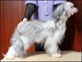 Mon Cher Petit Effleurement Chinese Crested