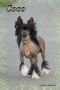 Rhapsody Galus Pastoral Chinese Crested