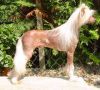 Woodhaven The Wizard von Shinbashi Chinese Crested