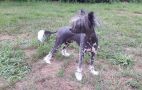 Annayake Heritage of Han Chinese Crested