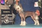 Blackthorn's Ain't No Sunshine Chinese Crested