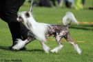 Champion Pideraq's Best Way Is My Papa's Way Chinese Crested