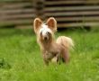 HitLine Ltd Heritage Inca Chinese Crested