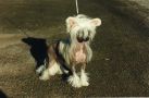Secret Line's White Wild Chinese Crested