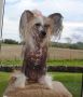 Krysolit Faithful Forever Chinese Crested