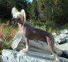 Trnderpia's Faithful Friend Chinese Crested