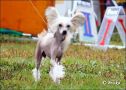 Zhannel's Stop'N Sexy Chinese Crested