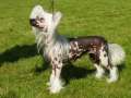 Joyway's Guiding Star Chinese Crested