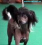 Strong Style Printsessa Chinese Crested