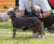Cronhammar's Belle Of The Ball Chinese Crested