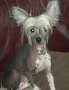 Zerachiel  its showtime at Thombairn Chinese Crested