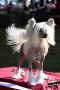 Diabolo Jemalle Chinese Crested