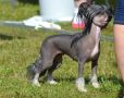 Crestwood Rabbit From The Hat Chinese Crested