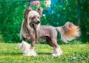 Status Imperial Wind Of Change Chinese Crested