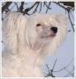 M-Ligans Up Town Girl Chinese Crested