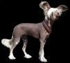 Willow Star's Ice Crystal Chinese Crested