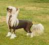 Trollmyren's Ciccolina Curiosa Chinese Crested