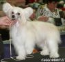 Hebblas Deluxe Dendy Chinese Crested