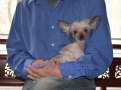 Mythic Little Boy Blue Chinese Crested