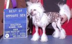 Creekside's Chinsia Chinese Crested