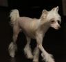 Truckin my Blues away GabriTho's Two Chinese Crested