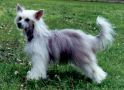 Zhannel's Pocahontas Chinese Crested