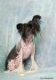 Dogland Happy Halle Berry Chinese Crested