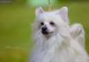 Touch Beauty Gust Delight Chinese Crested