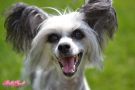 Arllet Hope Hoard Gold Chinese Crested