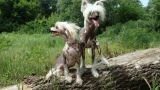 Baloven Chinese Crested