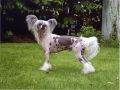 Lionheart Keep My Promise Chinese Crested