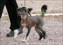 Shadowgame's Leather Rebel Chinese Crested