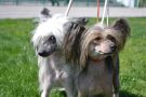 Vivat Sanraiz Night And Day Chinese Crested