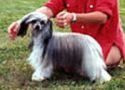 Sun-Hee's Sundried Tomato Chinese Crested