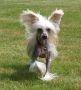 Treasure Guardians Candyman Chinese Crested
