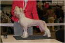 Mimi Dog Doll Tornado Chinese Crested