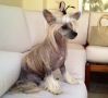 Cristall  Chinese Crested